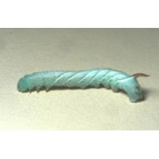 Live Food Horn Worms  (Small)